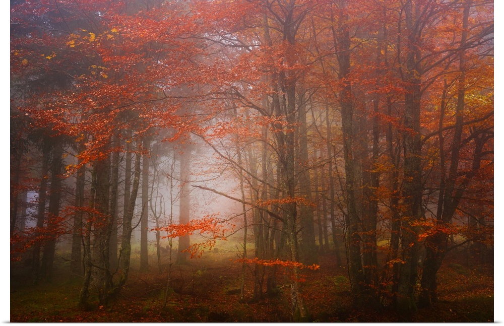 View through a misty forest with trees full of orange leaves.
