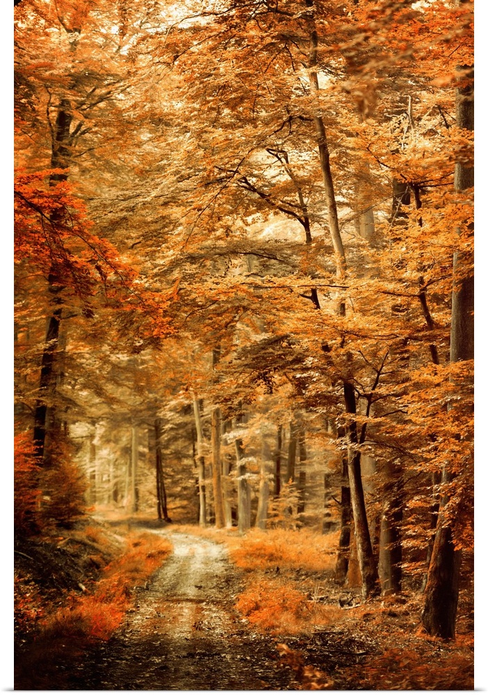Photograph of an Autumn landscape with a path through woods with orange leaves and a shallow depth of field.