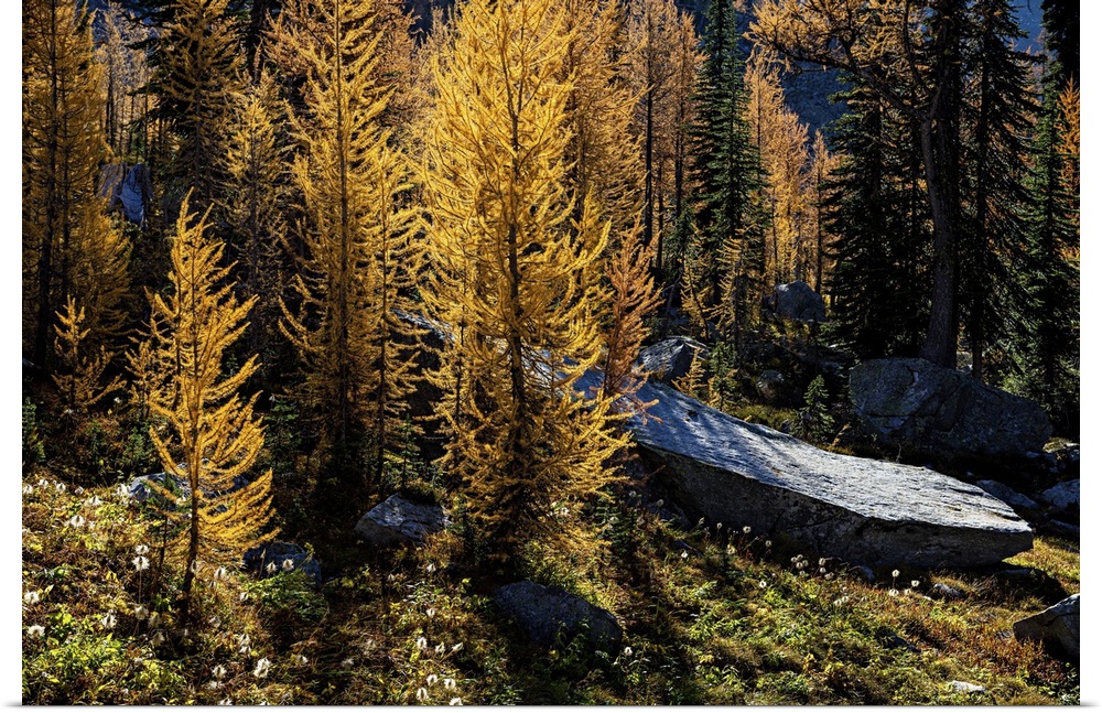 Alpine larches glowing on a warm Fall afternoon in the mountains.