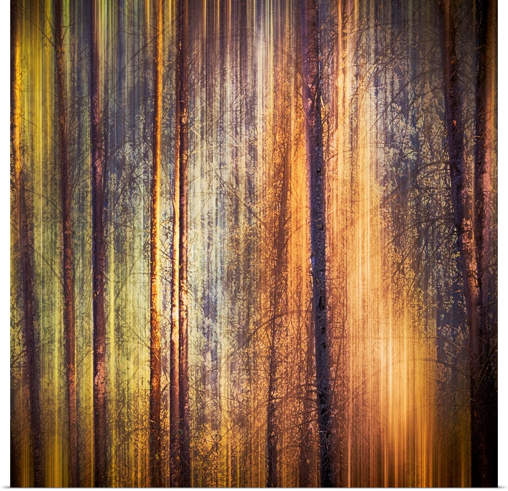 Oversized, square, fine art photograph of tall, thin tree trunks with many small branches.  Streaks of fall colors surroun...