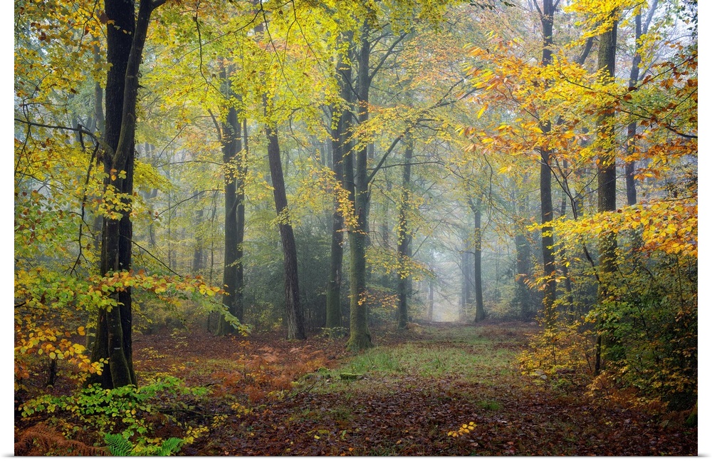 Fine art photo of a misty forest in autumn colors in France.