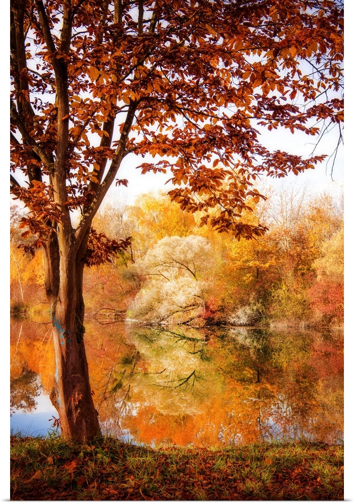 Colorful trees in autumn by a lake