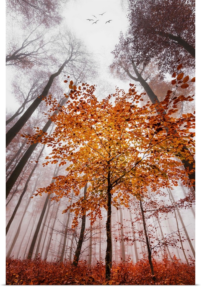 Looking up from the ground though a misty forest of slender trees in fall colors.