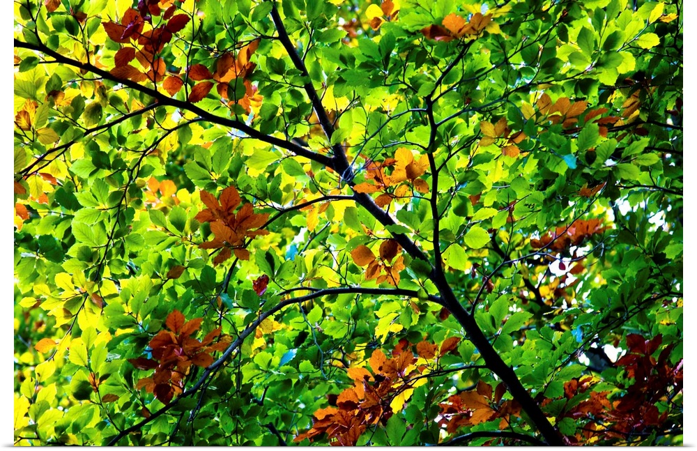 Looking up to a leafy green canopy with spplahes of golden leaves.
