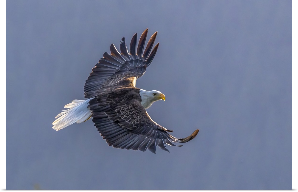 USA, Alaska, Glacier Bay National Park, Bald eagle (Haliaeetus leucocephalus) in flight