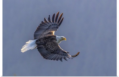 Bald Eagle In Flight, Glacier Bay