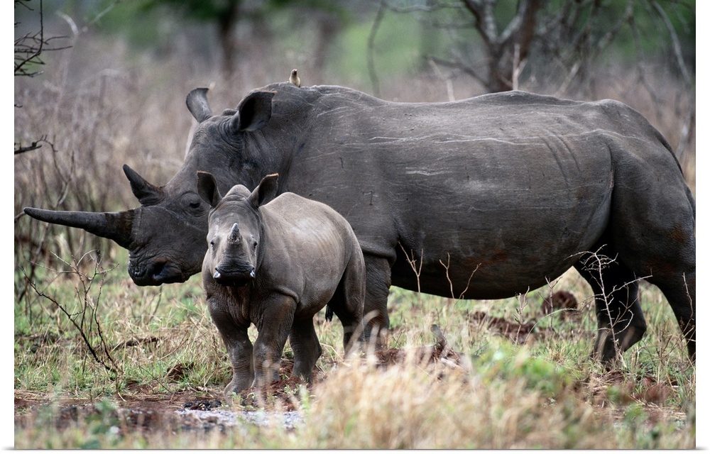 White Rhinoceros, Phinda Reserve, South Africa