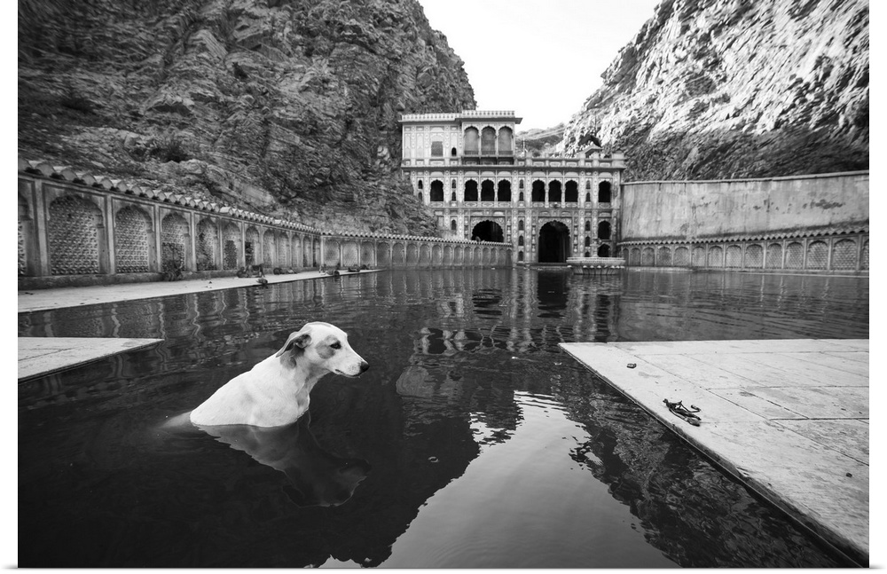 Stray dog cools down at the Monkey temple in Jaipur.