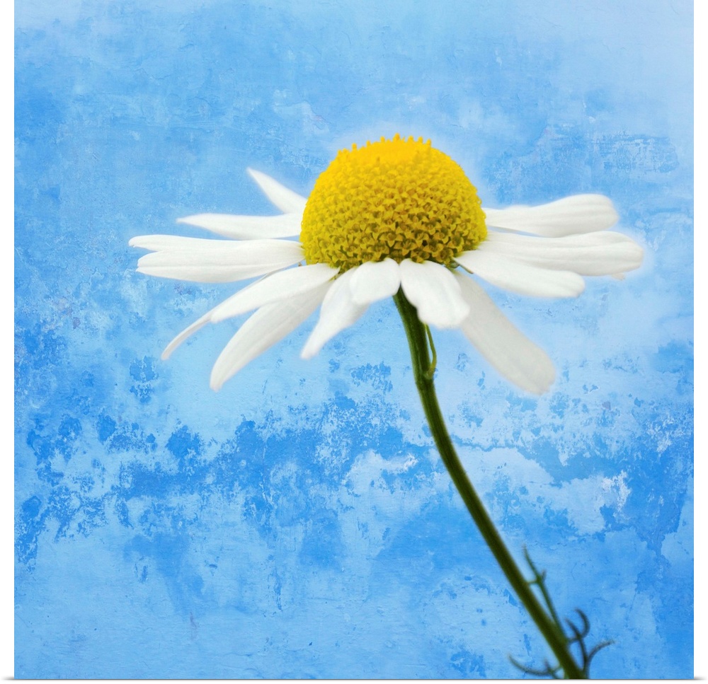 Up-close photograph of daisy with abstract background.