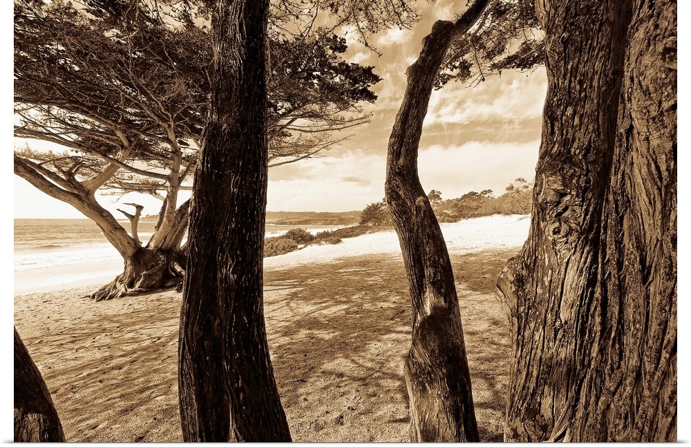Sepia tone image of the beach and ocean through the tree trunks.