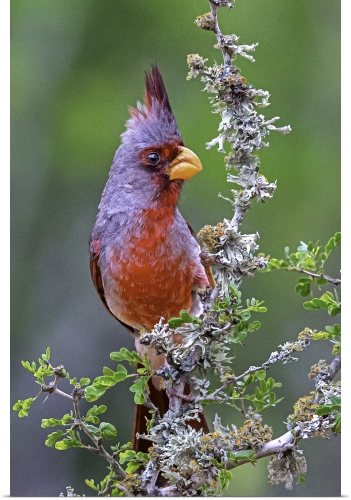 A brightly colored Pyrrhuloxia perched on a wildflower.