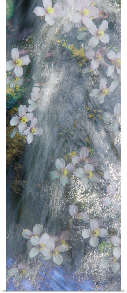 Panel sized photograph with a dreamy look of flowers floating down a river.
