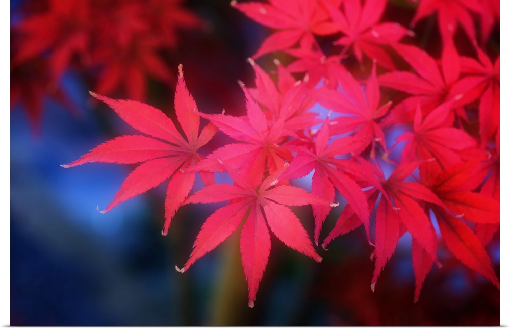Red maple leaves appearing to glow in a dark forest.