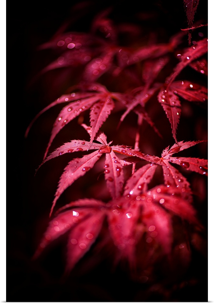A photograph of a dew drop covered Japanese maple leaves.