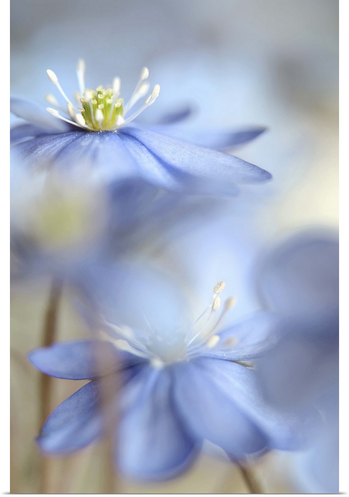 A macro photograph of focus on blue flower standing among others.
