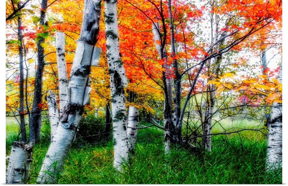 Large image on canvas of trees with vivid fall foliage amongst long grass.
