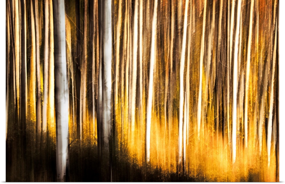 Painting on canvas of a forest full of thin trunked trees with bright fall foliage.