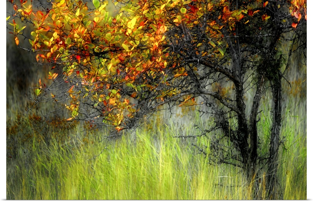 Photograph of  tree covered in autumn leaves surrounded by tall grass.