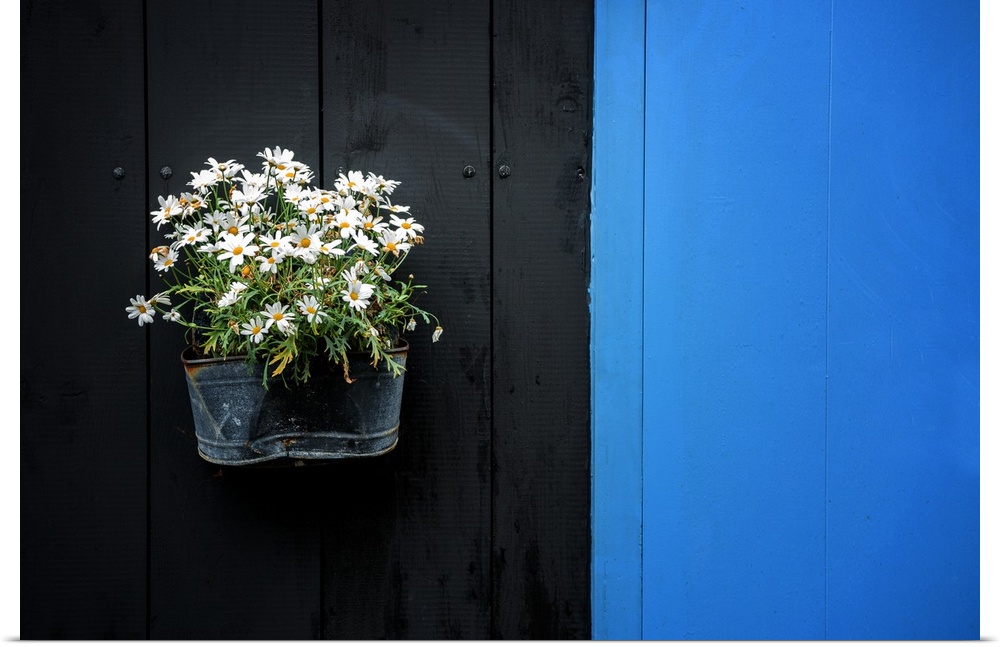 A planter on the side of a black and blue wall holding several white flowers.