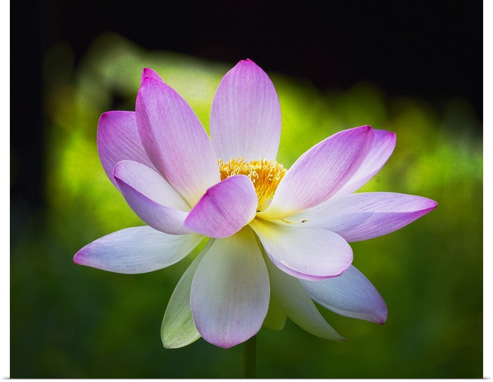 A photograph of a close-up of a pink lotus in bloom.