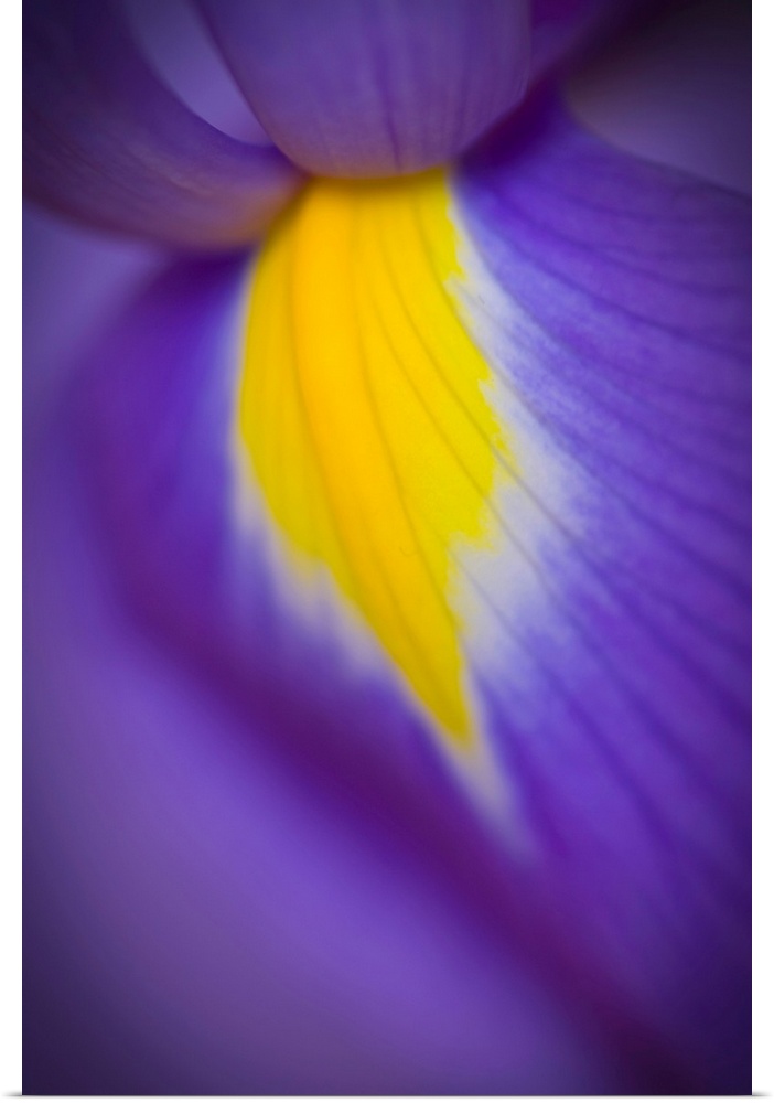 A close-up of a deep purple iris with a yellow flash.