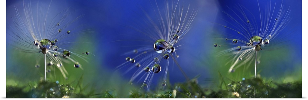 Three small dandelion seeds covered in dew drops.