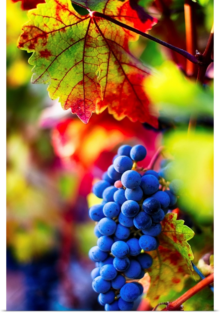 Fine art photo of a boldly colored bunch of grapes still on the vine.