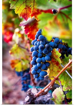 Blue Grapes on the Vine III