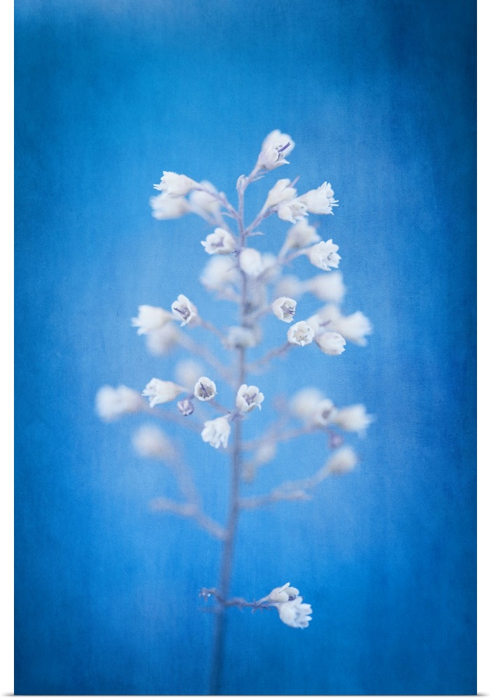 A photograph of white flowers against a vibrant blue background.