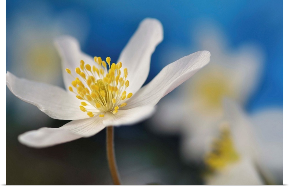 Macro image of a white flower with a bright yellow center with a shallow depth of field.