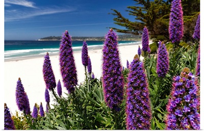 Blue Wildflowers (Pride Of Madeira) Blooming Along The Pacific Beach, California