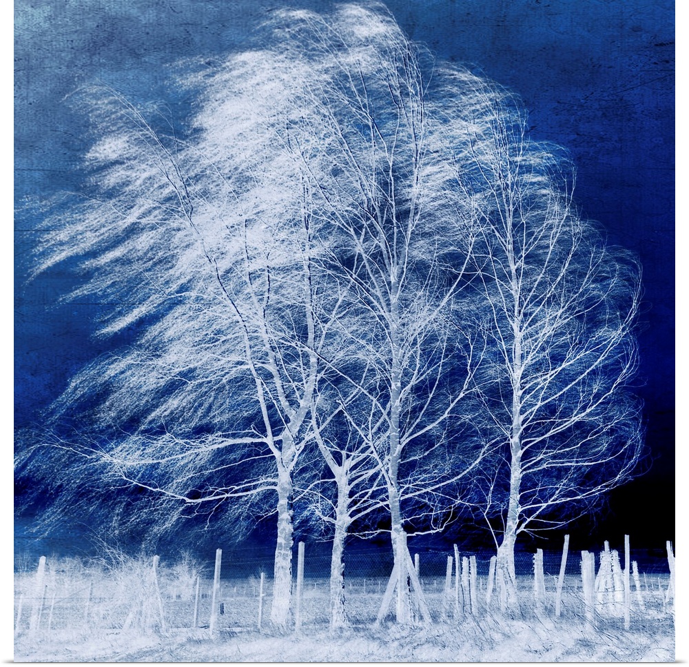 This large piece shows bare trees blowing in the winter wind with a fence and the ground almost pure white. The deep blue ...