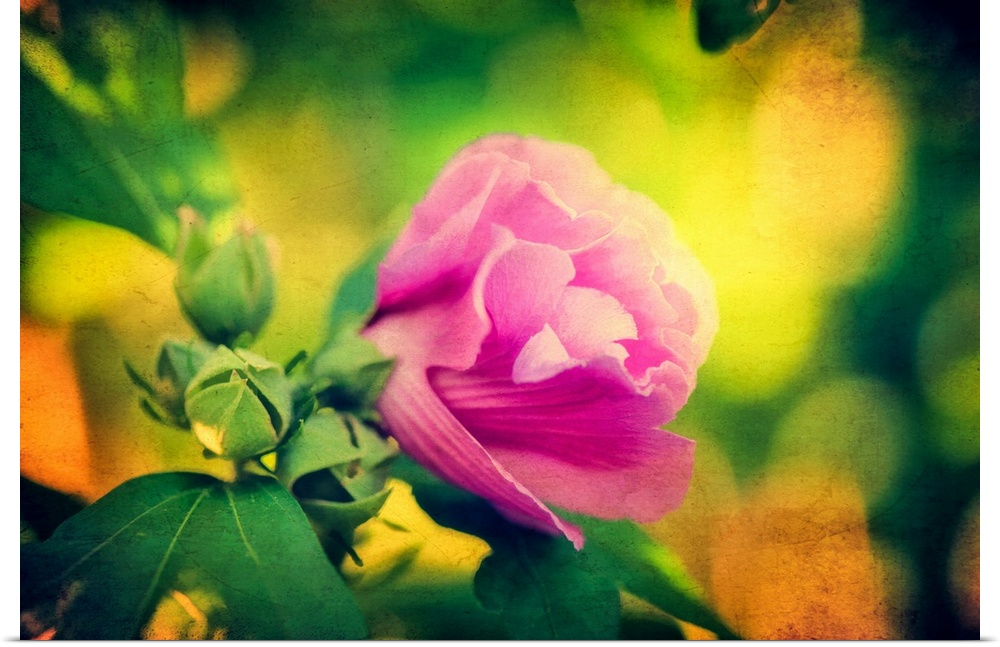 Vivid pink rose with yellow bokeh light behind.