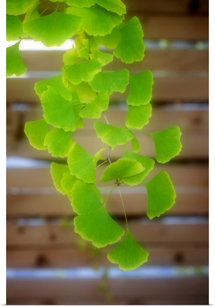 A ginkgo branch with green leaves