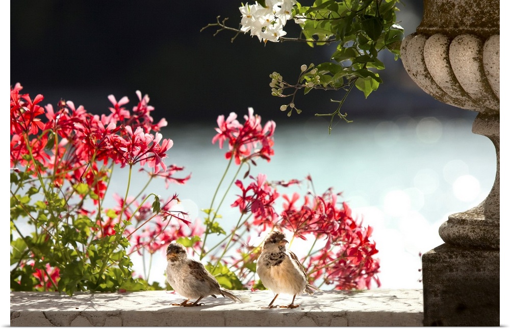 Photograph of two birds on a concrete wall with pink flowers in the background.