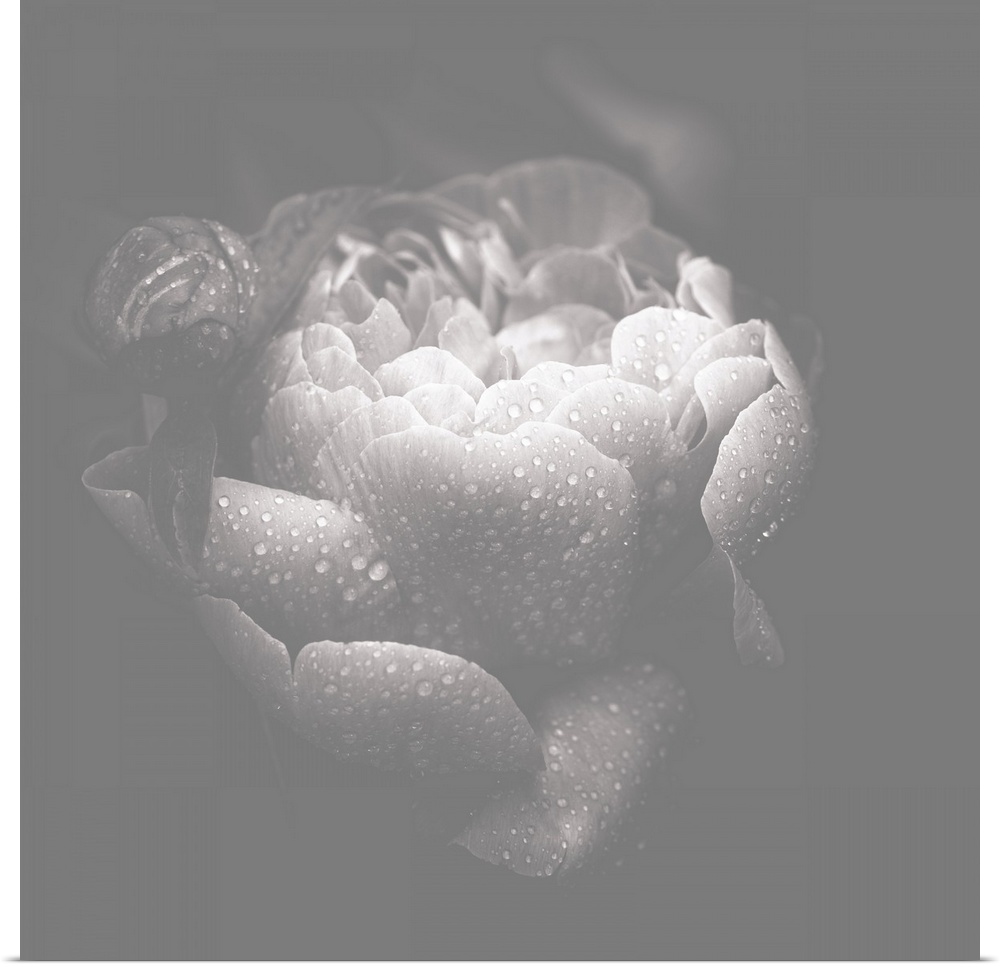 Muted black and white square photograph of a rose covered in water droplets.