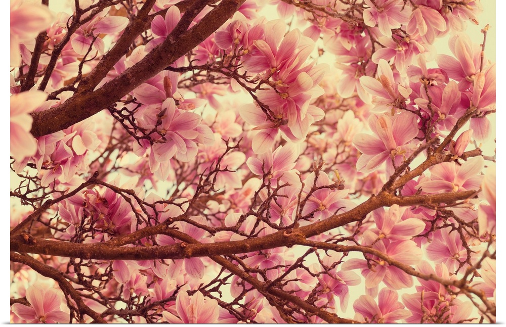 Close-up photograph of a cherry blossom flowers.