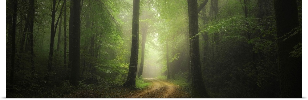 Panoramic path crossing the green foggy forest in Broceliande, France.