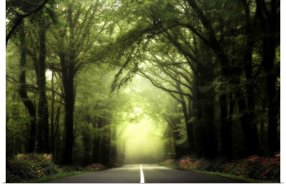 A central large road with white separation, crossing the Broceliande foggy green forest in France looking like a jungle mood.
