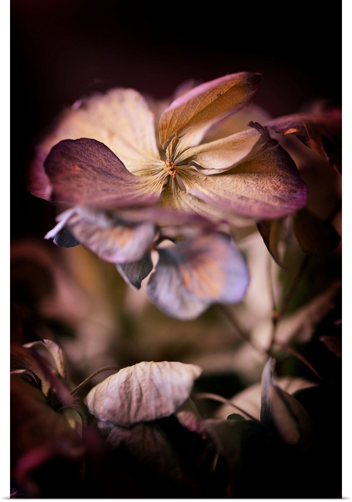 Close-up on hydrangea petals