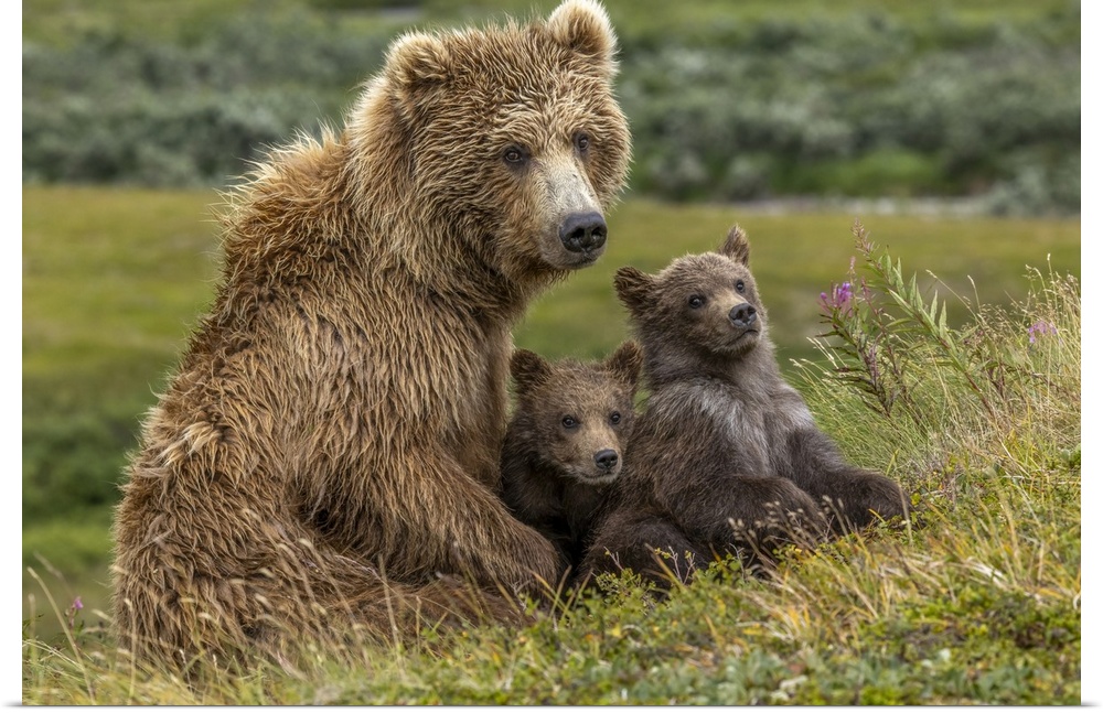 Brown bear sow and two cubs, Katmai National Park, Alaska, USA