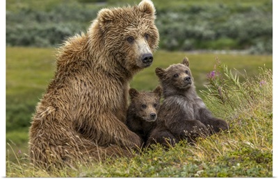 Brown Bear Sow And Two Cubs, Alaska