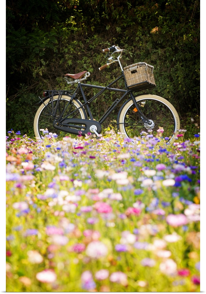 A bicycle behind a colorful flower field