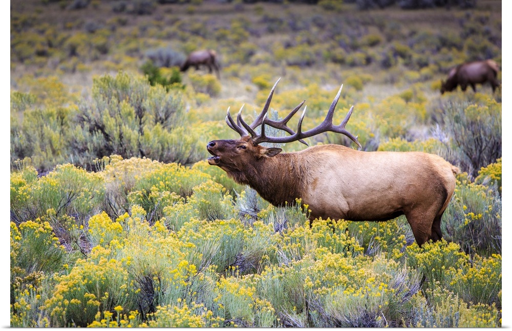 Bugling elk in Yellowstone National Park, Wyoming