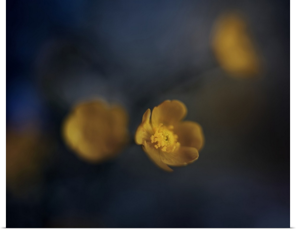 Blurred image of yellow flowers with one in focus.