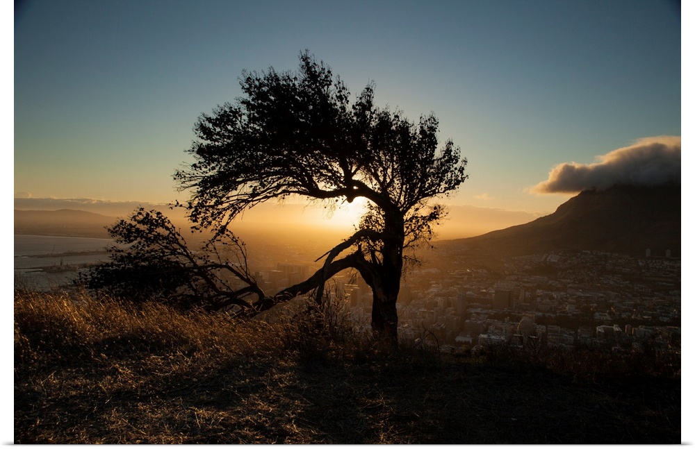 A photo of a lone tree with a broken limb on a hill over a city with the sun shining behind.