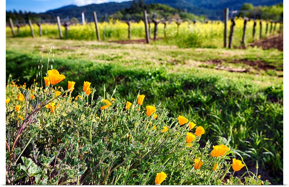 Close Up View of Yellow California Poppies Blooming in Napa Valley
