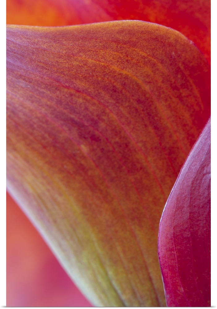 A contemporary close-up of the sinuous curves of a deep red orange calla lilly flower abstract.