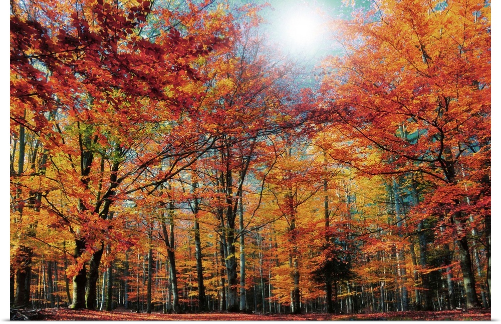 Fall Colored Trees