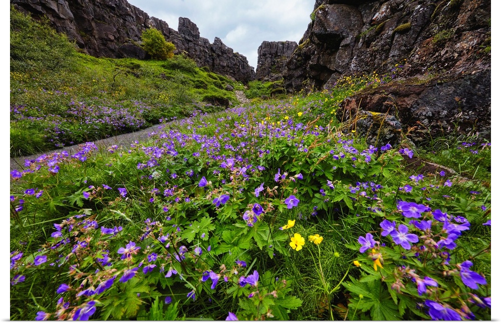 Wildflower Filled Canyon, Thingvvellir, Iceland